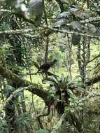 Image of Andean Guan