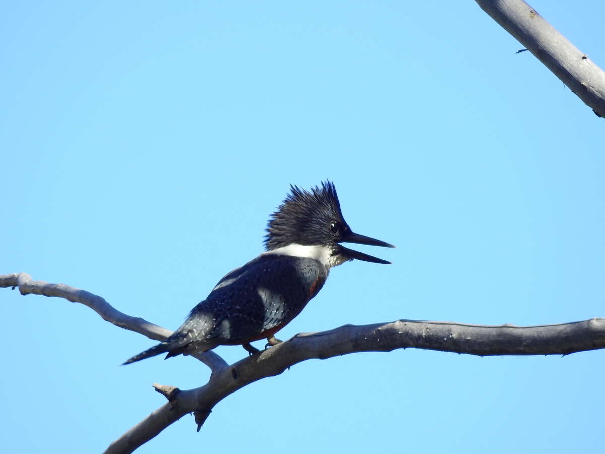 Sivun Megaceryle torquata stellata (Meyen 1834) kuva