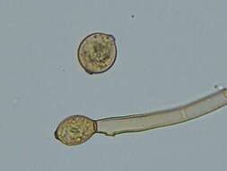 Botryobasidium simile Hol.-Jech. 1969 resmi