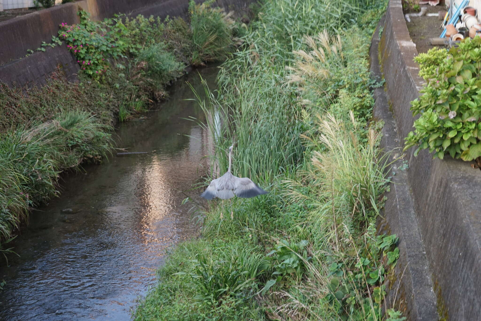 Слика од Ardea cinerea jouyi Clark & AH 1907