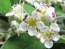 Sivun Cotoneaster pannosus Franch. kuva