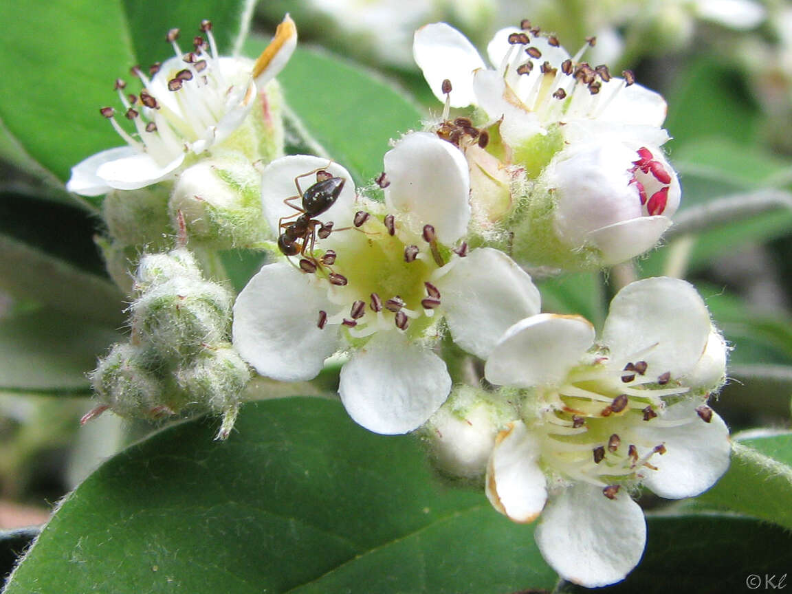 Sivun Cotoneaster pannosus Franch. kuva