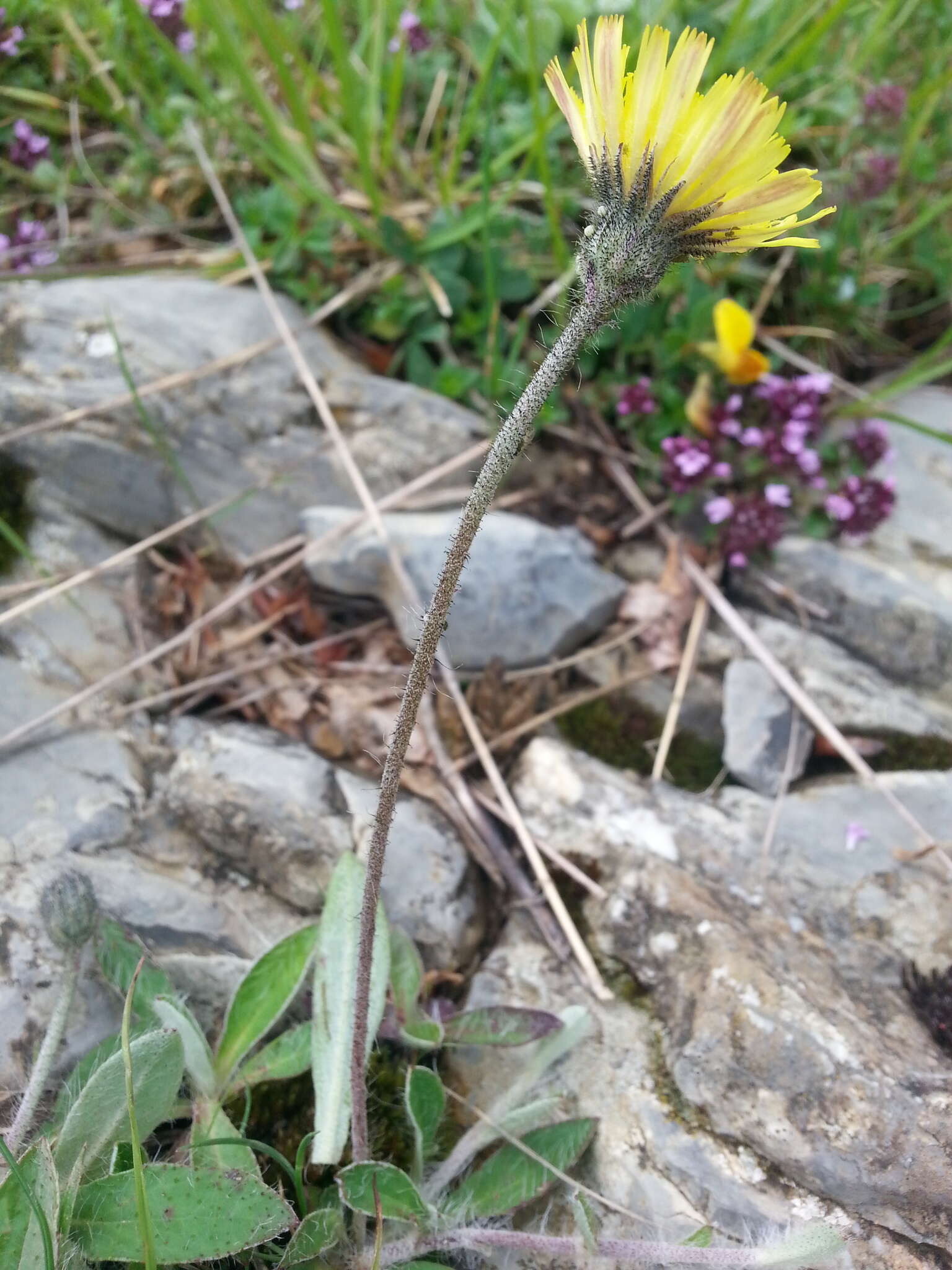 Image of Pilosella officinarum Vaill.