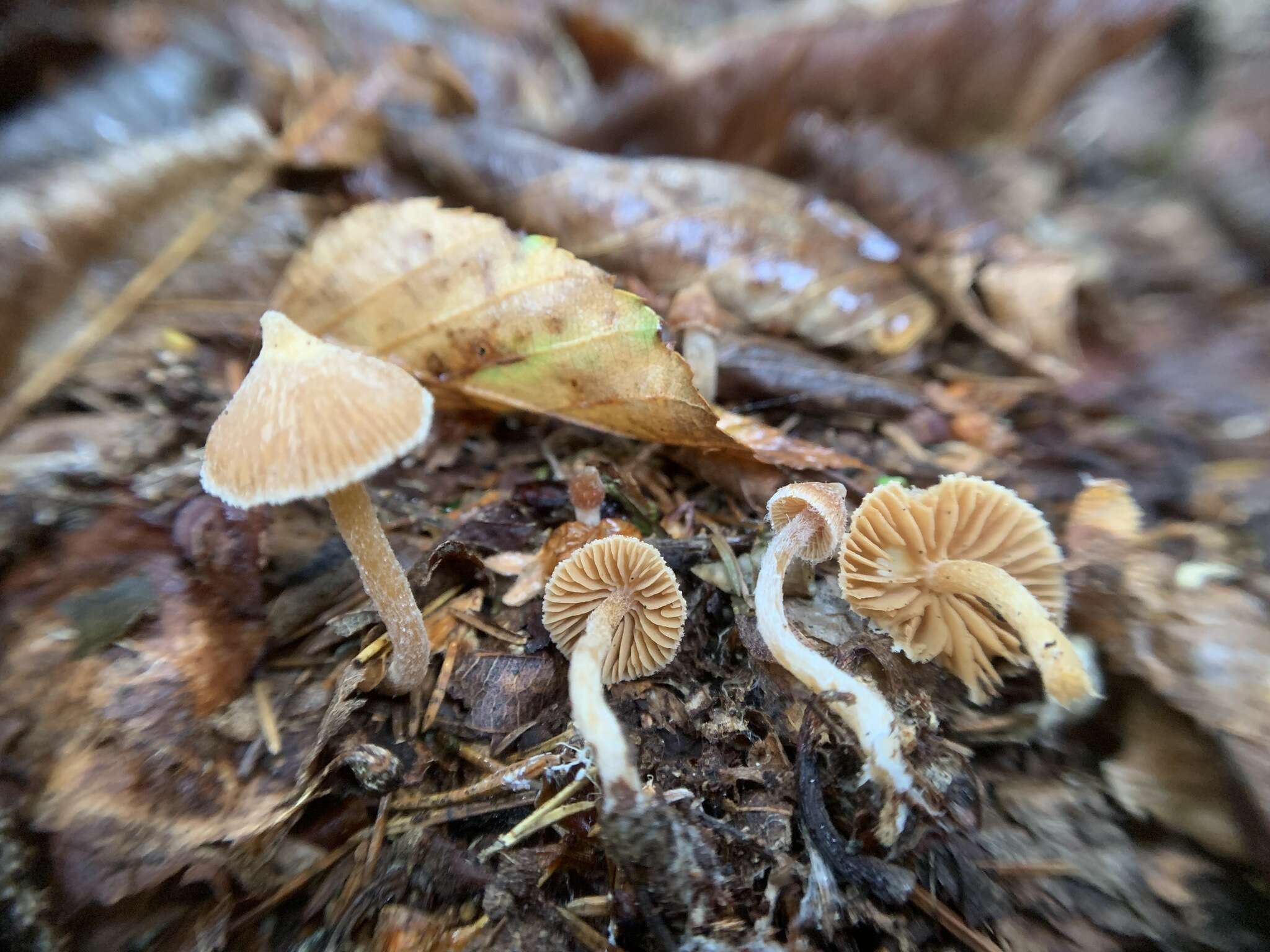 Image of Cortinarius acutus (Pers.) Fr. 1838