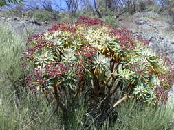 Euphorbia atropurpurea Brouss. ex Willd. resmi