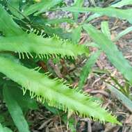 Image de Lygodium auriculatum (Willd.) Alston