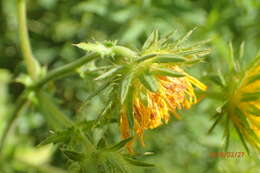 Image of Berkheya erysithales (DC.) Roessler