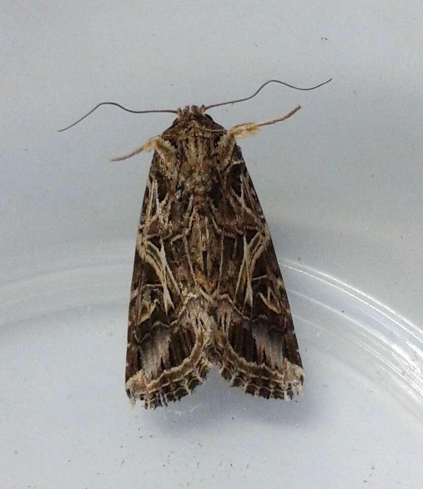 Image of Cutworm