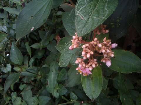 Plancia ëd Conostegia xalapensis (Bonpl.) D. Don