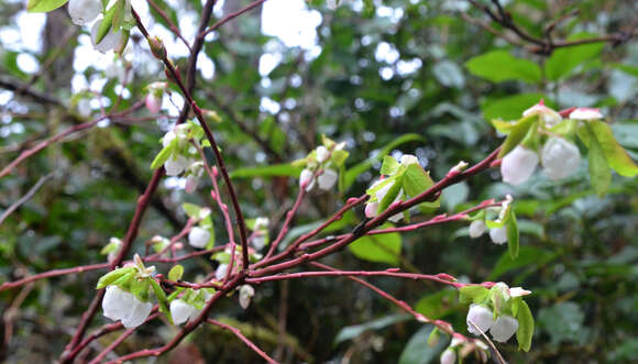 صورة Vaccinium parvifolium Sm.