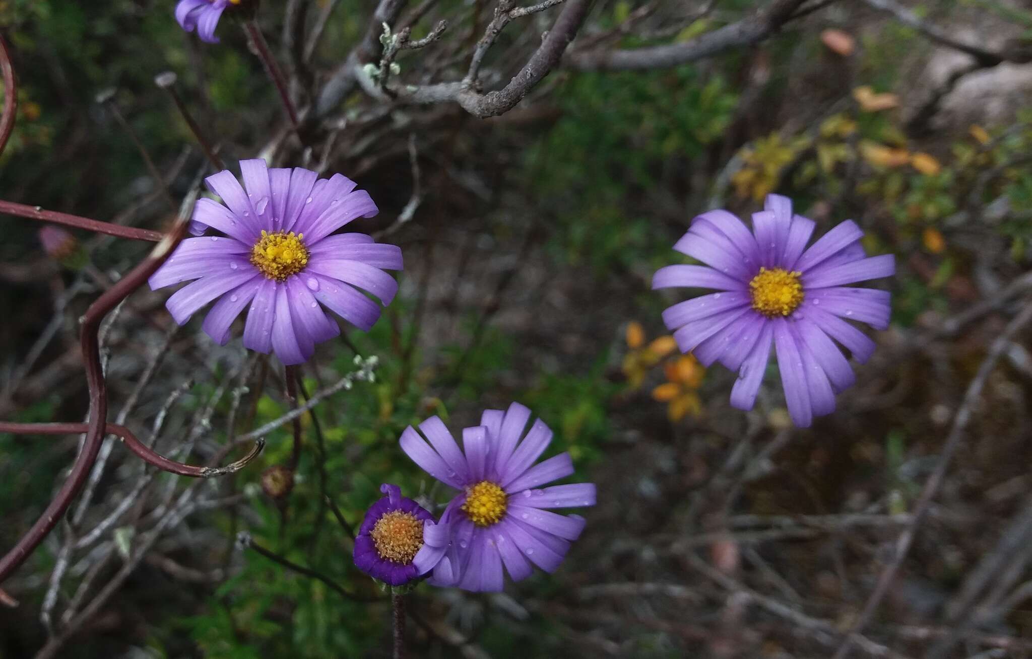 Image de Olearia rudis (Benth.) F. Müll.