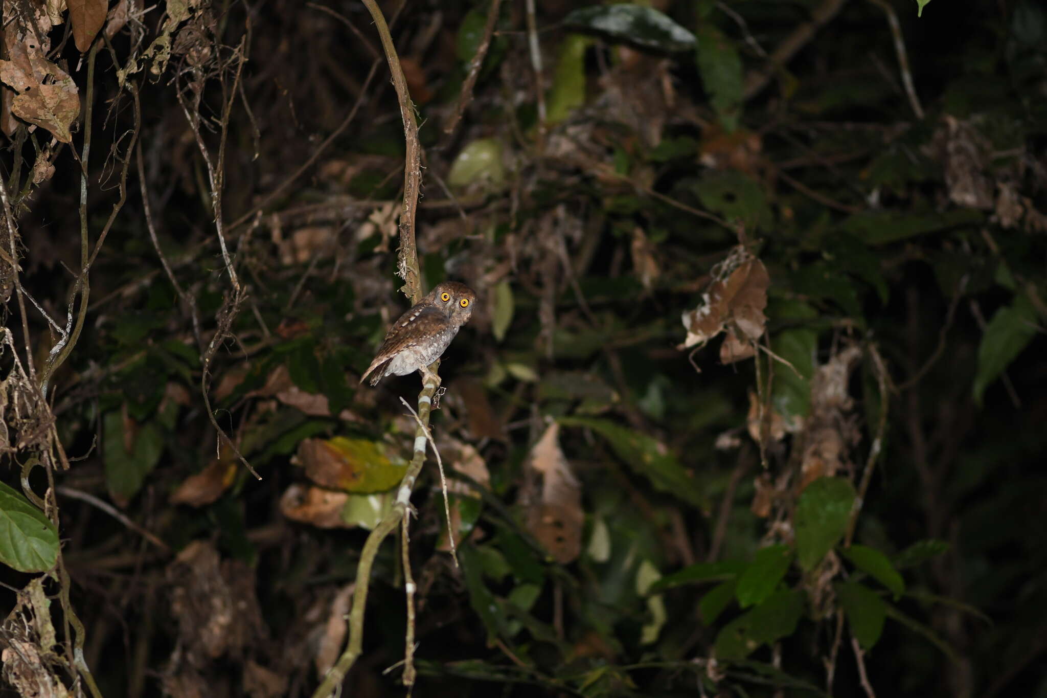 Image of Oriental Scops Owl