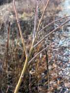 Image of silky willow