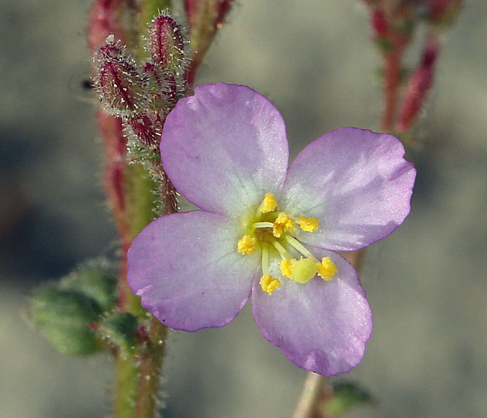 Imagem de Chylismia heterochroma Small