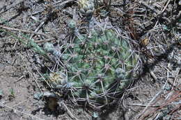 Image of Gymnocalycium schickendantzii (F. A. C. Weber) Britton & Rose