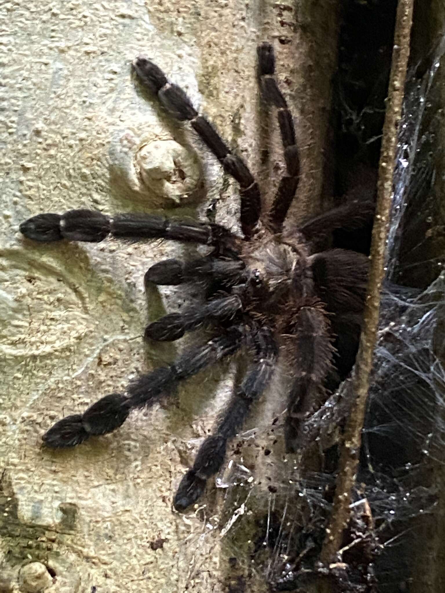 Image of Costa Rican Chevron Tarantula