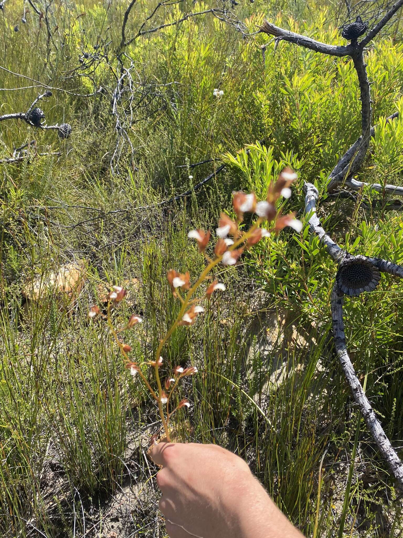 Image of Acrolophia capensis (P. J. Bergius) Fourc.