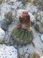 Image of Melocactus intortus subsp. intortus