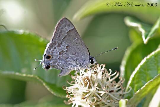 Image of Lacey's Scrub-Hairstreak