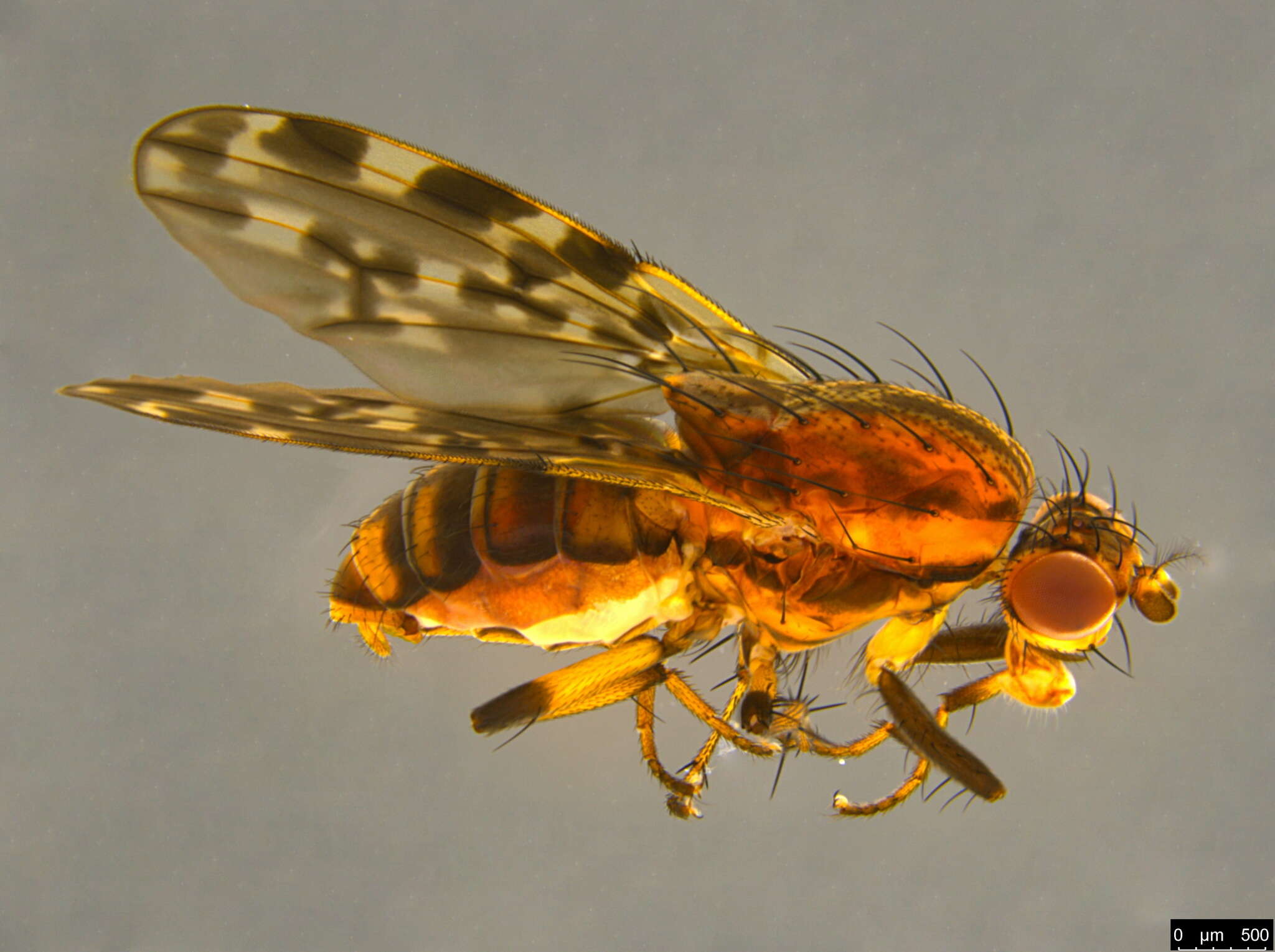 Image of Diplogeomyza maculipennis (Malloch 1926)
