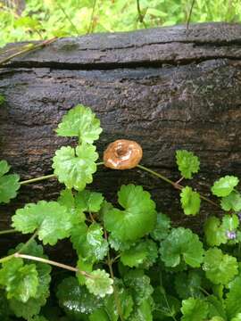 Image of Lentinus arcularius (Batsch) Zmitr. 2010