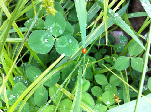 Image of Spotless Lady Beetles