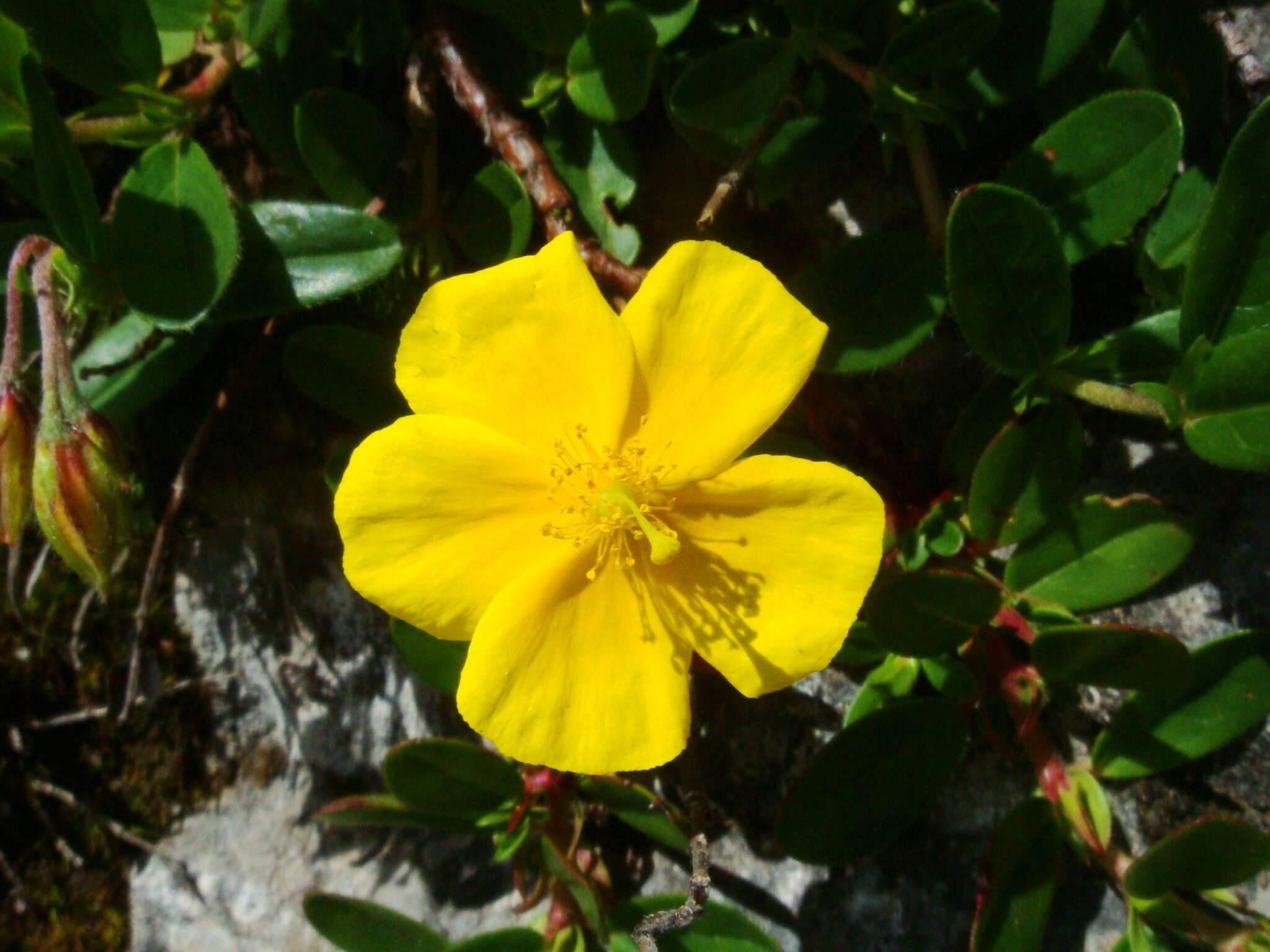 Image of Helianthemum nummularium subsp. glabrum (Koch) C. Raynaud