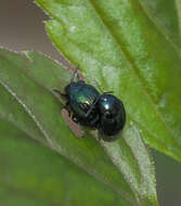 Слика од Phaedon (Phaedon) armoraciae (Linnaeus 1758)