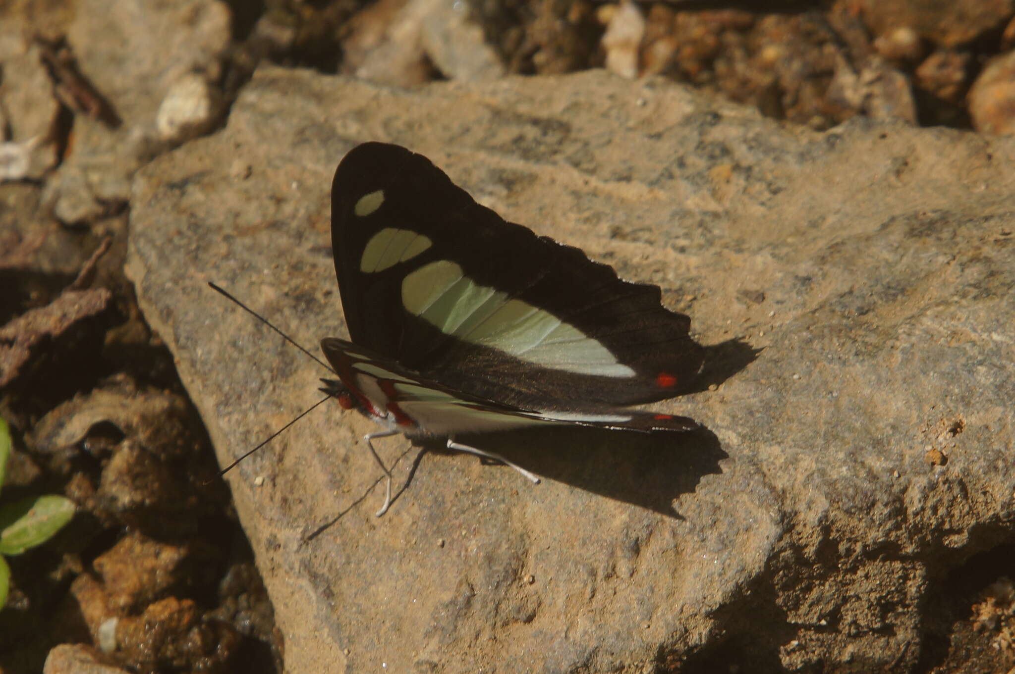 Image of Pyrrhogyra edocla Doubleday (1848)