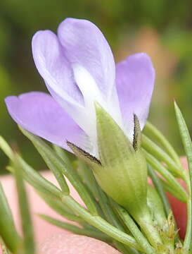 Imagem de Psoralea azuroides