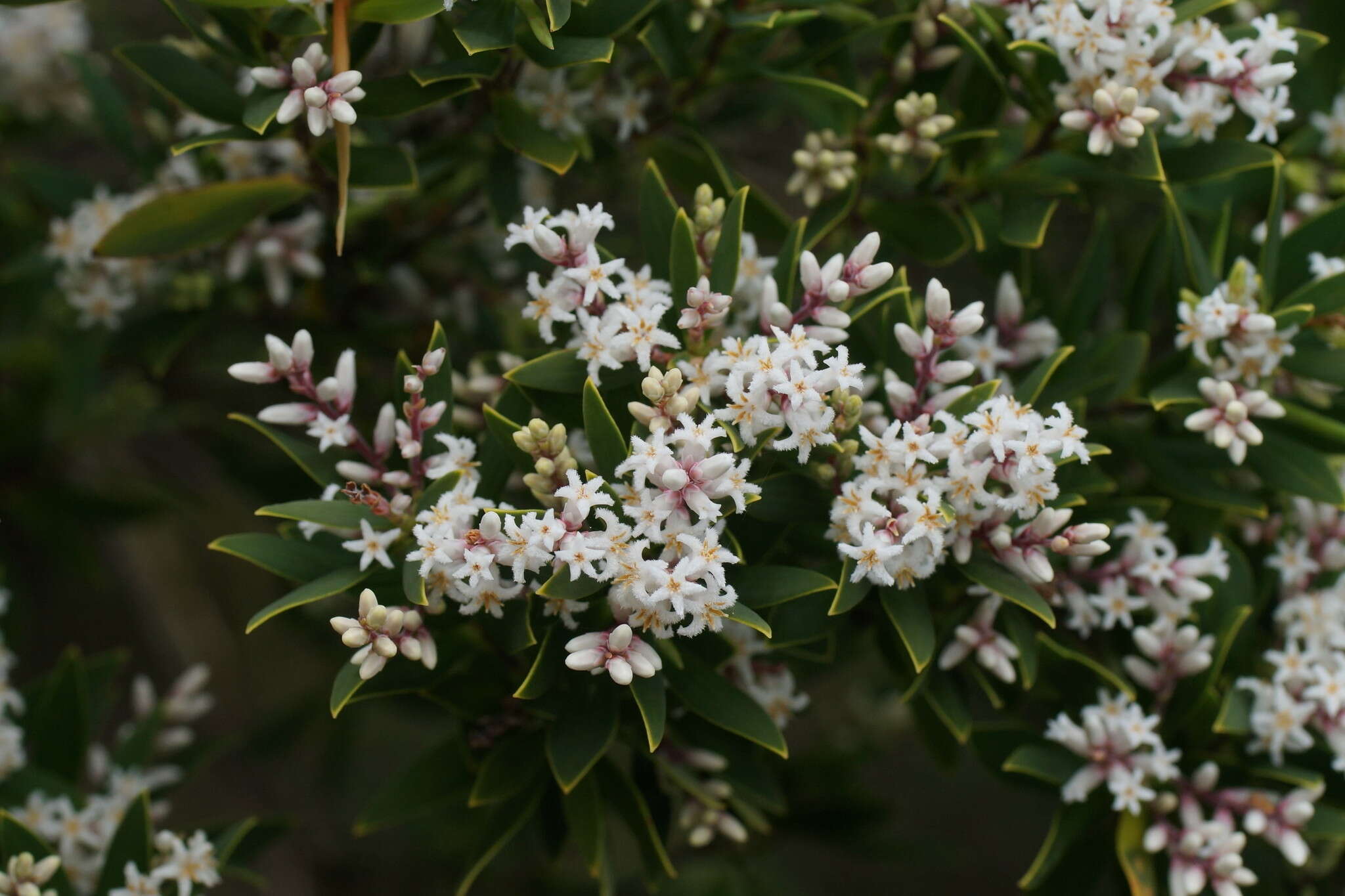 Image of Leucopogon australis R. Br.