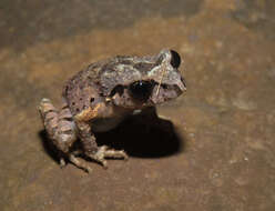 Image of Leptobrachella ventripunctata (Fei, Ye & Li ex Fei, Ye & Huang 1990)