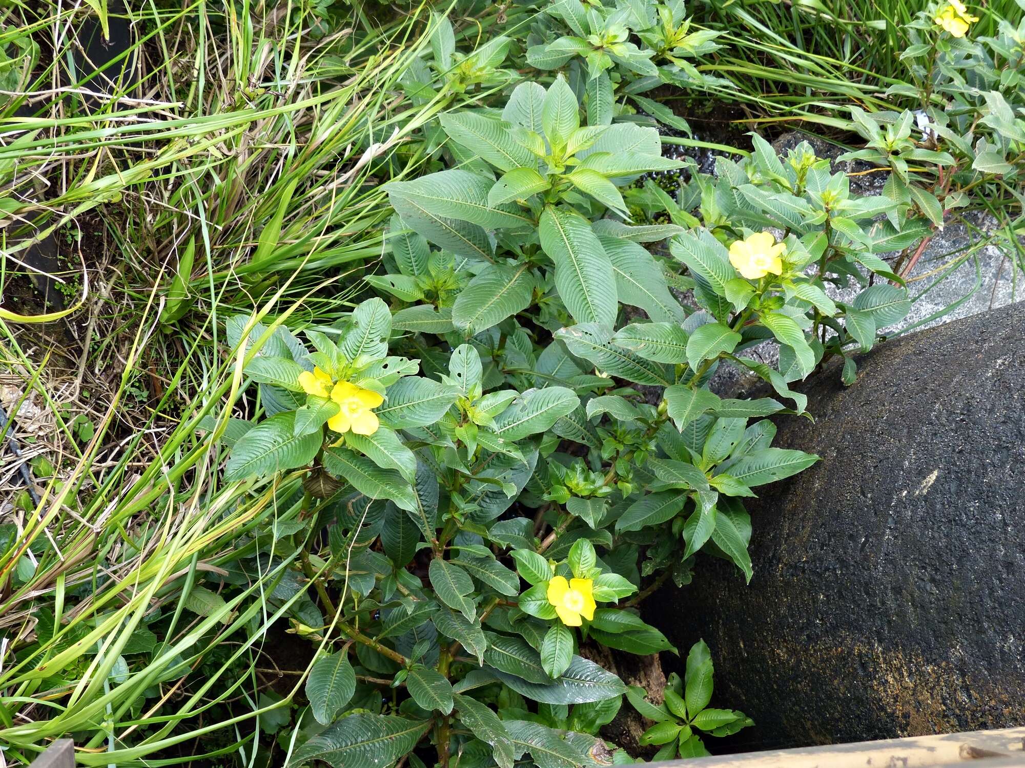 Image de Ludwigia elegans (Cambess.) Hara