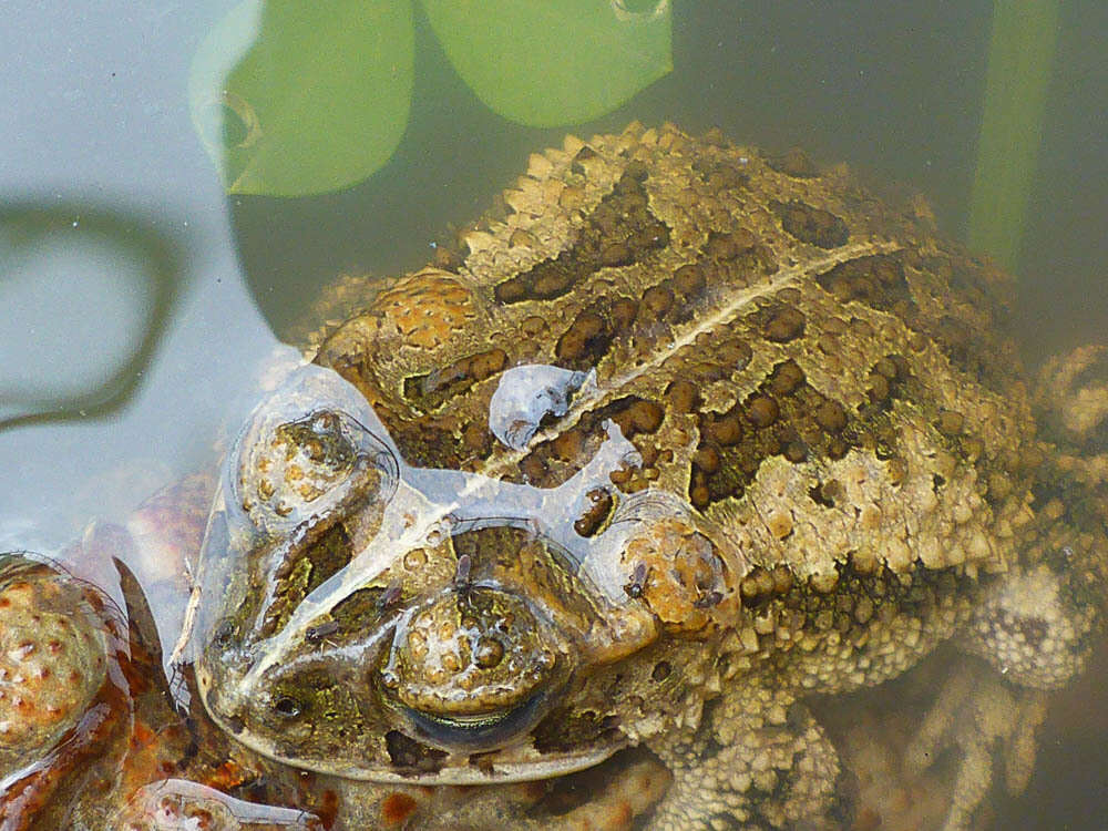 Image of Southern Round-gland Toad