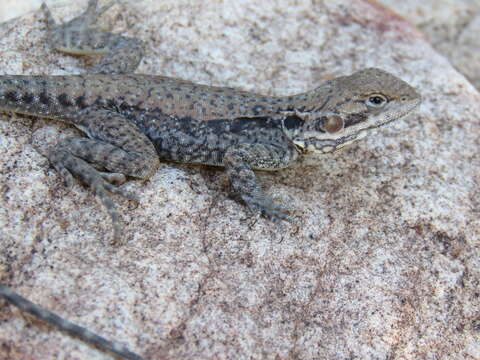 Image of Ctenophorus modestus