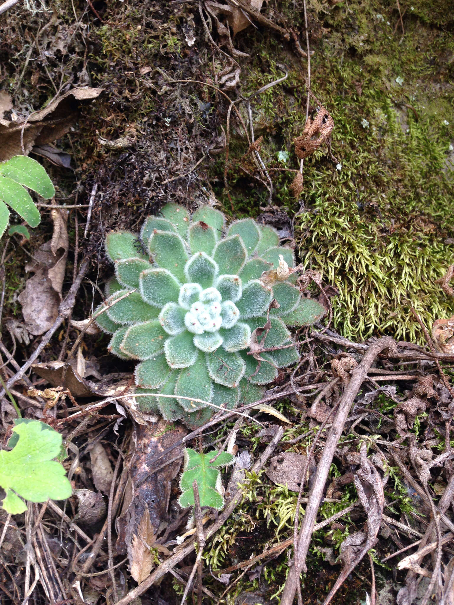 Image of <i>Echeveria <i>setosa</i></i> var. setosa