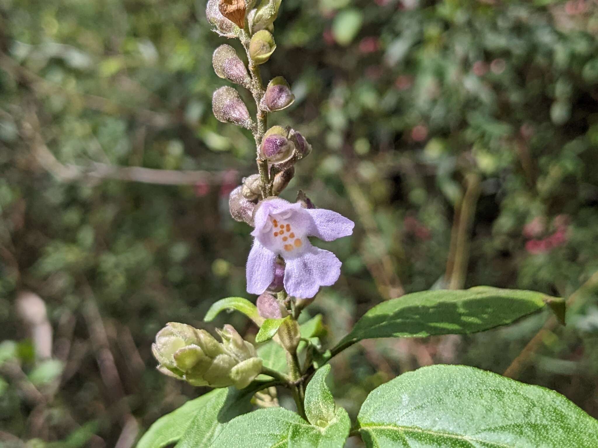 Image of Prostanthera prunelloides R. Br.