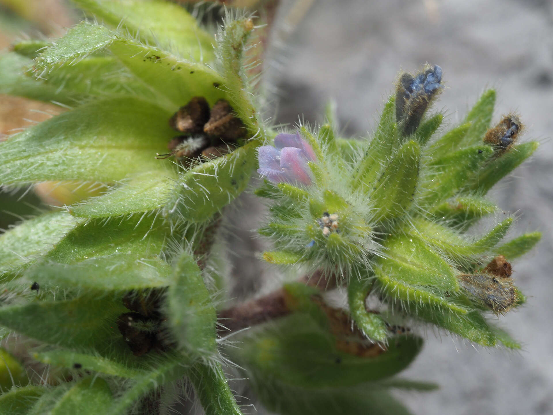 Image of Echium parviflorum Moench