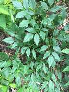 Image of Canadian Wild Lovage