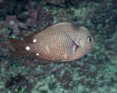 Image de Chromis verater Jordan & Metz 1912