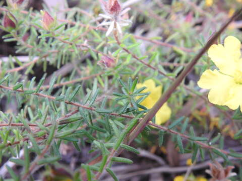 Image of Hibbertia vestita A. Cunn. ex Benth.