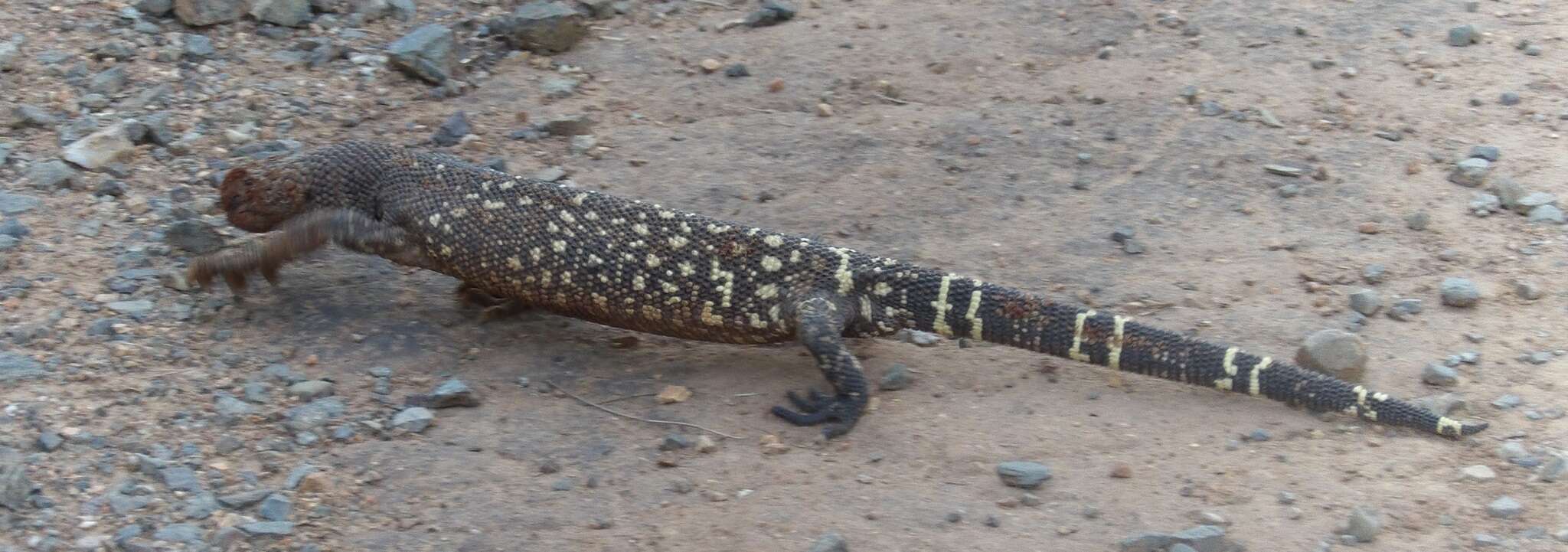 Image of Mexican Beaded Lizard