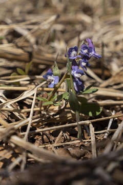 Image of Corydalis ambigua Cham. & Schltdl.