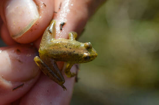 Image of Uruguay Harlequin Frog