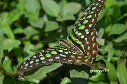 Image of Graphium agamemnon (Linnaeus 1758)