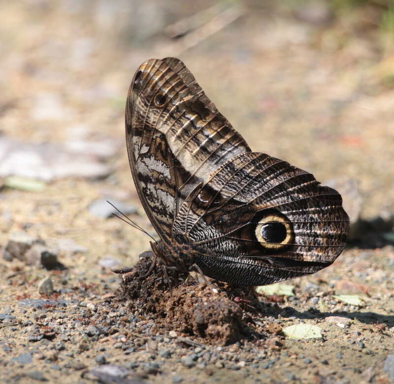 Plancia ëd Caligo oileus Felder 1861