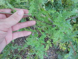 Image de Phacelia congesta (Dougl. ex Lehm.) Hook.