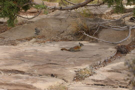 Image of Sciuridae