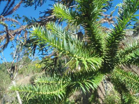 Image of Candelabra Tree