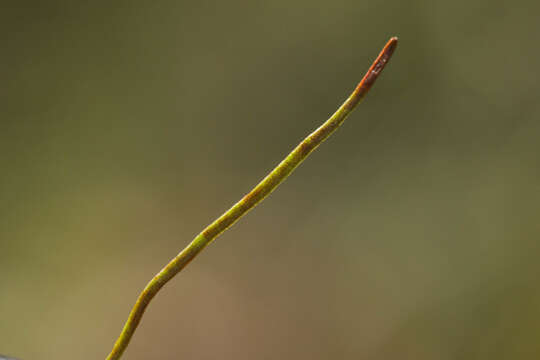 Image of Schizaea malaccana Bak.